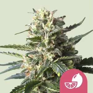 Harzige Blüte von Lemon Shining Silver Haze von Royal Queen Seeds, Cannabissorte.
