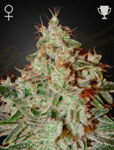 Blüte von Lemon Skunk von Green House, Cannabissorte mit Zitronenaroma.