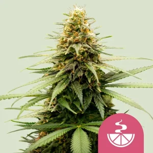 Blüte von Lemon Skunk von Royal Queen Seeds, Cannabissorte mit Zitronenaroma.