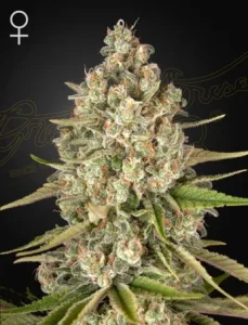 Blüte von Lost Pearl von Green House, Cannabissorte.