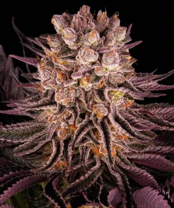 Harzige Blüte von Mimosa x Orange Punch von Barney's Farm, Cannabissorte.