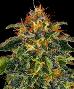 Blüte von Moby Dick von Barney's Farm, Sativa-Cannabissorte.