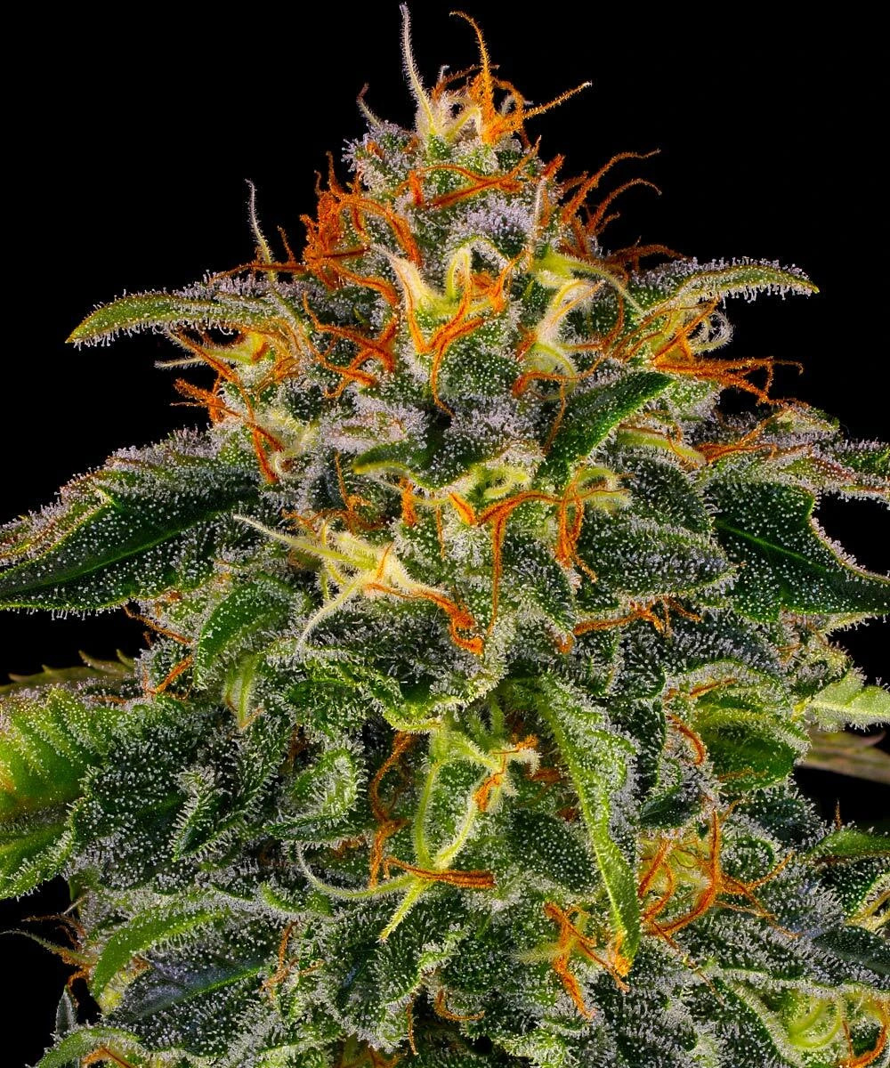 Blüte von Moby Dick von Barney's Farm, Sativa-Cannabissorte.