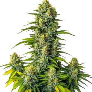 Blüte von Mamba Negra Auto von Blimburn Seeds, selbstblühende Cannabissamen.