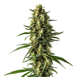 Nahaufnahme der Blüte von Mamba Negra CBD Auto, selbstblühende Cannabissorte von Blimburn Seeds.