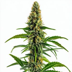 Pflanze von Mamba Negra CBD in der Blütephase, Cannabissorte von Blimburn Seeds.