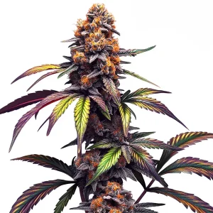 Pflanze von Mamba Negra CBG in der Blütephase, Cannabissorte von Blimburn Seeds.