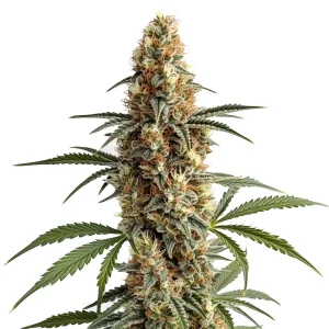 Nahaufnahme der Blüte von Mamba Negra, Cannabissorte von Blimburn Seeds.