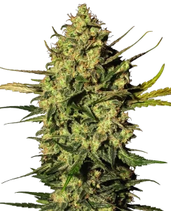 Blüte von Master Kush Auto von Sensi Seeds, selbstblühende Cannabissorte.