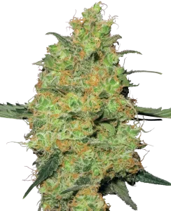 Blüte von Master Kush von Sensi Seeds, Indica-Cannabissorte.