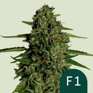 Harzige Blüte von Medusa F1 Auto von Royal Queen Seeds, selbstblühende Cannabissorte.