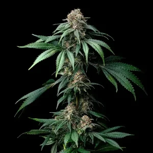 Dichte Indica-Blüte von Mendo Breath, Cannabissorte.