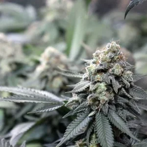 Nahaufnahme der Blüte von Meringue, Cannabissorte.