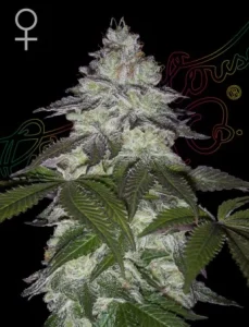 Blüte von Milky Dreams von Green House, Cannabissorte.