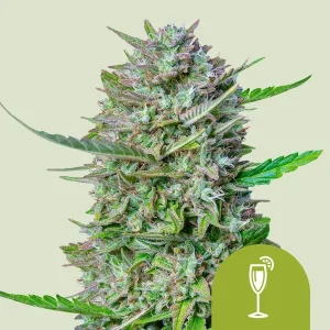 Harzige Blüte von Mimosa Auto von Royal Queen Seeds, selbstblühende Cannabissorte.