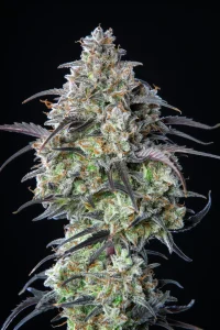 Harzige Blüte von Mimosa Cake Auto, selbstblühende Cannabissorte.