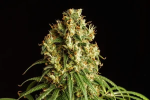 Blüte von Mimosa Dream von Kannabia, Cannabissorte mit Zitrusaroma.