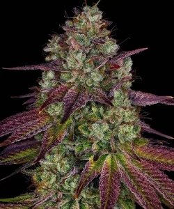Harzige Blüte von Mimosa EVO von Barney's Farm, Cannabissorte.