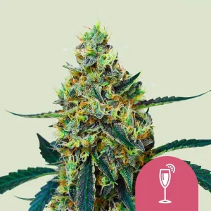 Harzige Blüte von Mimosa von Royal Queen Seeds, Cannabissorte.