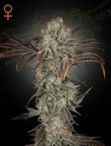 Blüte von Money Maker von Green House, ertragsstarke Cannabissorte.