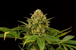 Blüte von Monkey Grease von Kannabia, Cannabissorte.