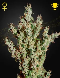 Blüte von NL5 Haze Mist von Green House, Cannabissorte.