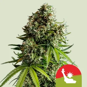 Harzige Blüte von NYC Sour D Auto von Tyson 2.0, selbstblühende Cannabissorte.