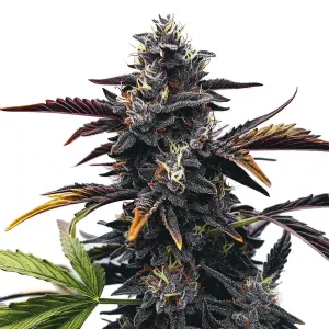Nahaufnahme der Blüte von Narkosis, Cannabissorte von Blimburn Seeds.