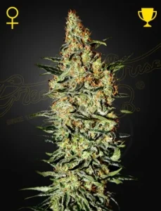 Blüte von Neville's Haze von Green House, Sativa-Cannabissorte.