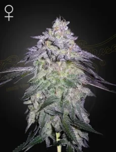 Blüte von Nori Cake von Green House, Cannabissorte.