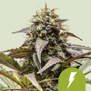 Harzige Blüte von North Thunderfuck Auto von Royal Queen Seeds, selbstblühende Cannabissorte.