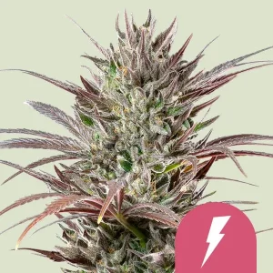 Harzige Blüte von North Thunderfuck von Royal Queen Seeds, Cannabissorte.