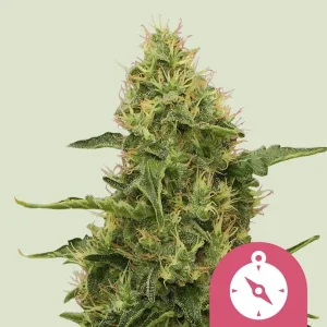 Blüte von Northern Light von Royal Queen Seeds, klassische Indica-Cannabissorte.