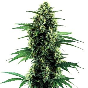 Blüte von Northern Light Auto, selbstblühende Cannabissamen.