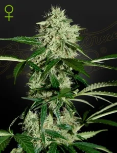 Blüte von Northern Lights Auto von Green House, selbstblühende Cannabissorte.