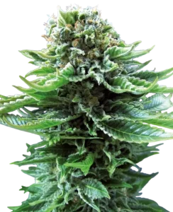 Blüte von Northern Lights Auto von Sensi Seeds, selbstblühende Cannabissorte.