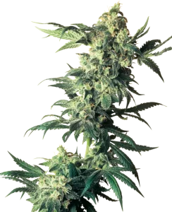 Blüte von Northern Lights von Sensi Seeds, klassische Indica-Cannabissorte.