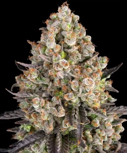 Harzige Blüte von OG Kush Auto von Barney's Farm, selbstblühende Cannabissorte.