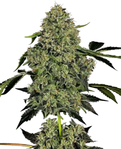 Blüte von O.G. Kush Auto von Sensi Seeds, selbstblühende Cannabissorte.