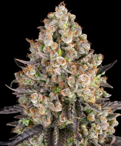 Harzige Blüte von O G Kush von Barney's Farm, Cannabissorte.