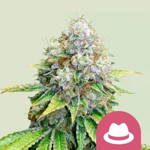 Harzige Blüte von OG Kush von Royal Queen Seeds, Kush-Cannabissorte.