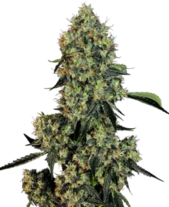 Blüte von O.G Kush von Sensi Seeds, Kush-Cannabissorte.