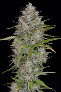 Harzige Blüte von Orange Sherbet Auto, selbstblühende Cannabissorte.