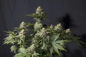 Harzige Blüte von Orange Sherbet FF von Fast Buds, Cannabissorte.