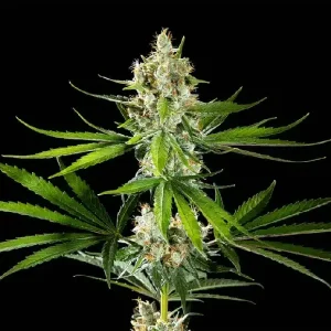 Dichte Blüten von Oreoz USA von Kannabia, Cannabissorte.