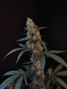 Harzige Blüte von BubbleGum Auto, selbstblühende Cannabissorte.
