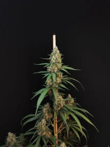 Harzige Blüte von Cheese Auto, selbstblühende Cannabissorte.