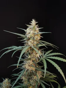 Harzige Blüte von Chemdawg Auto, selbstblühende Cannabissorte.
