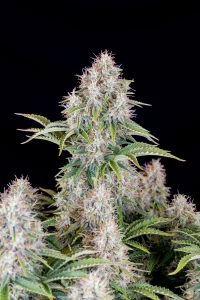 Harzige Blüte von Cinderella Auto, selbstblühende Cannabissorte.