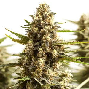 Nahaufnahme der Blüte von Original Clon von Blimburn Seeds, Cannabissorte.